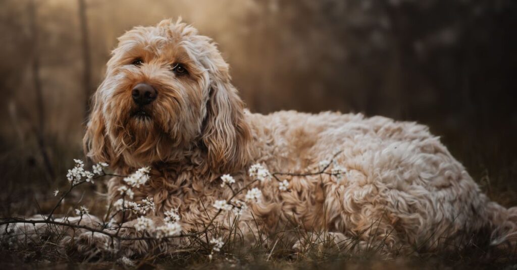 Otterhound
