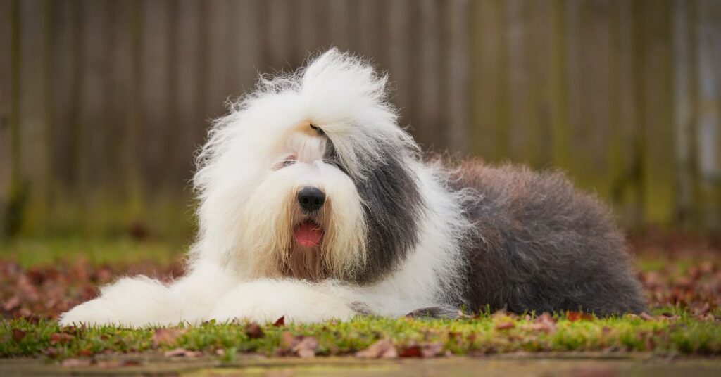 Old English Sheepdog
