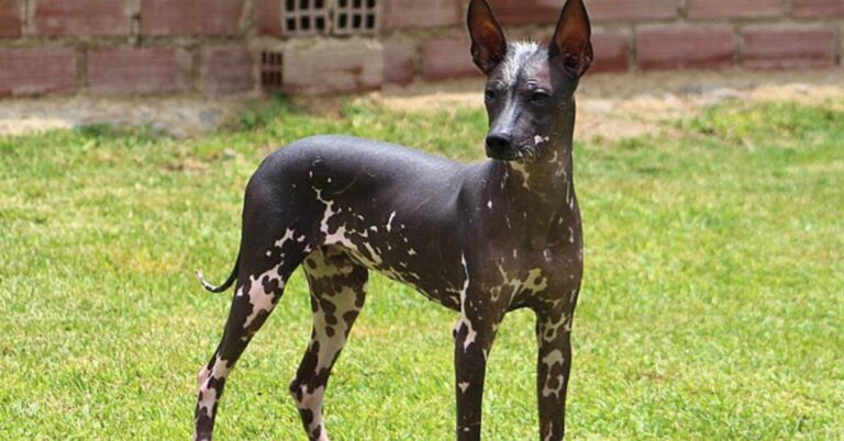 Peruvian Inca Orchid: The Graceful and Mysterious Dog of the Andes