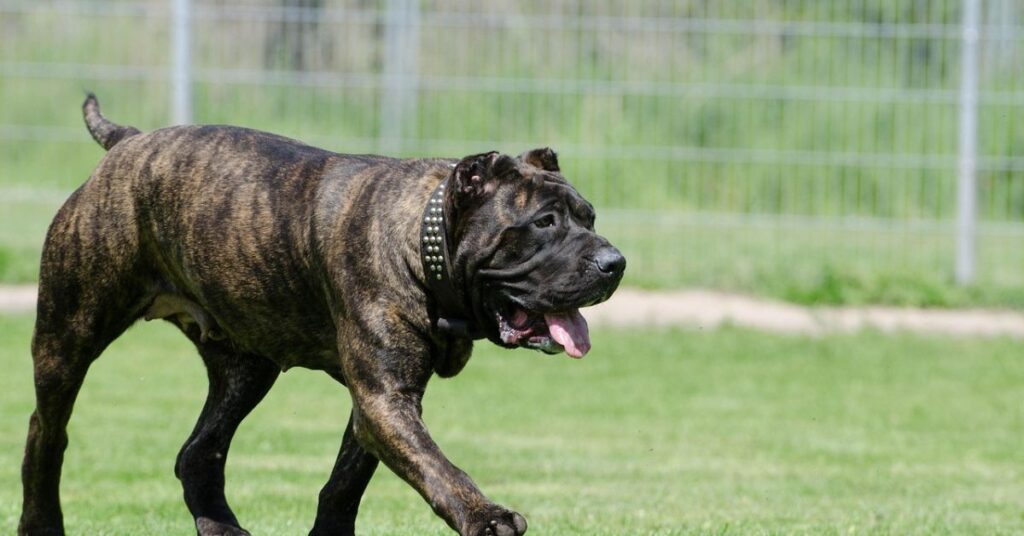 Perro de Presa Canarios