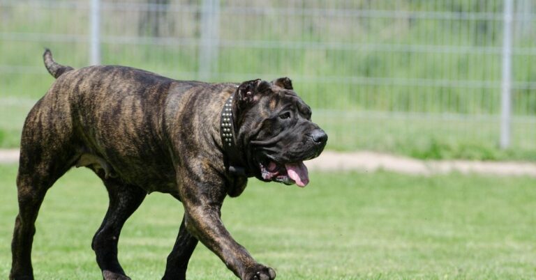 Perro de Presa Canario: The Powerful Protector with a Loyal Heart