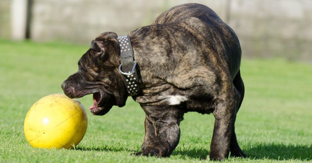 Perro de Presa Canarios