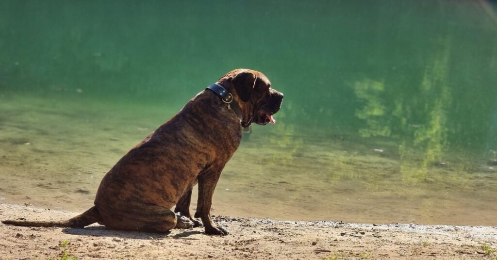 Perro de Presa Canarios