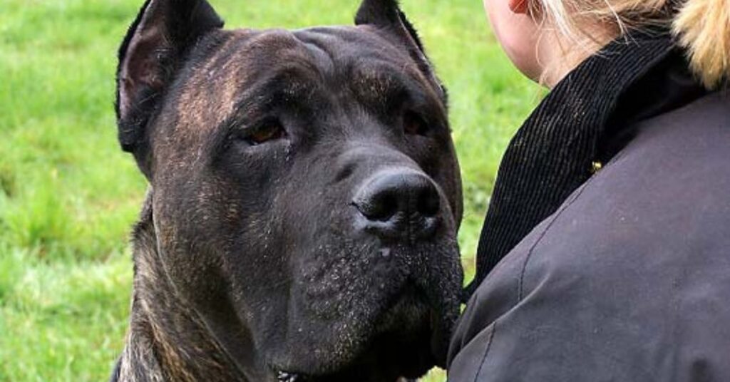 Perro de Presa Canarios