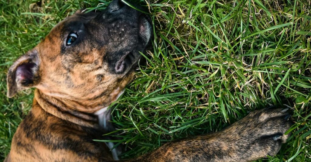 Perro de Presa Canarios Puppy
