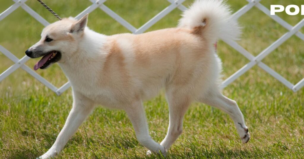 Norwegian Buhund