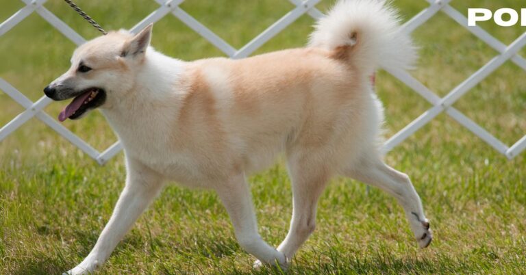Norwegian Buhund: The Energetic Viking Herding Dog with a Loyal Heart
