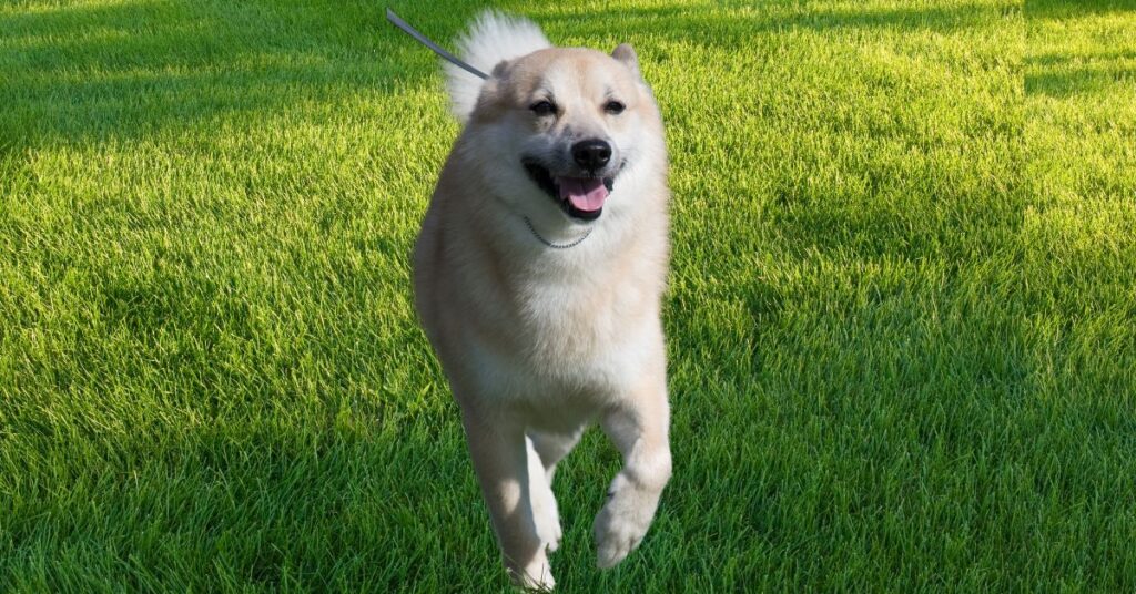 Norwegian Buhund