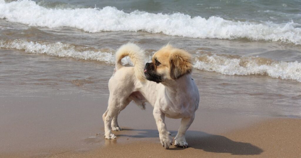 Pekingese