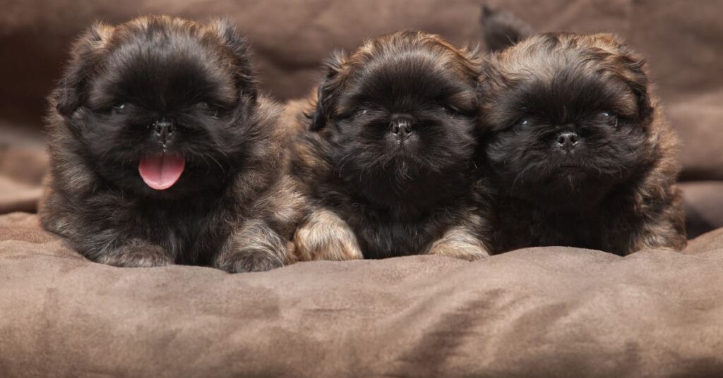 3 Pekingese Puppies