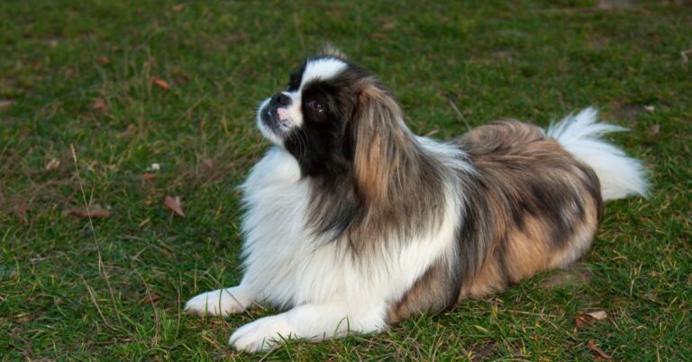 Pekingese: The Royal Lapdog with a Big Personality in a Small Package