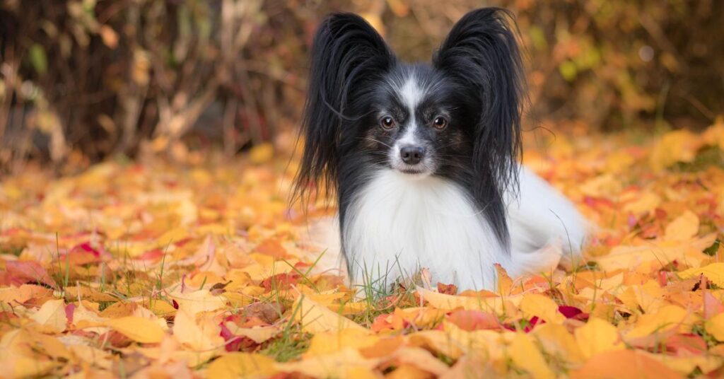 Papillon