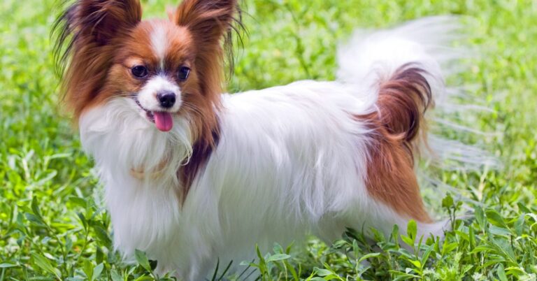 Papillon: The Intelligent and Graceful Toy Breed with Butterfly Ears