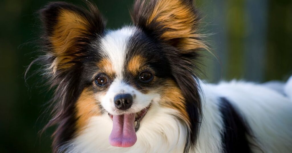Papillon