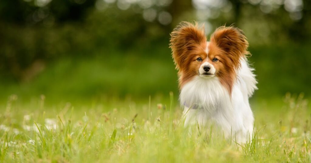 Papillon