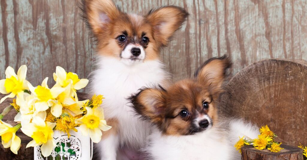 Papillon Puppies