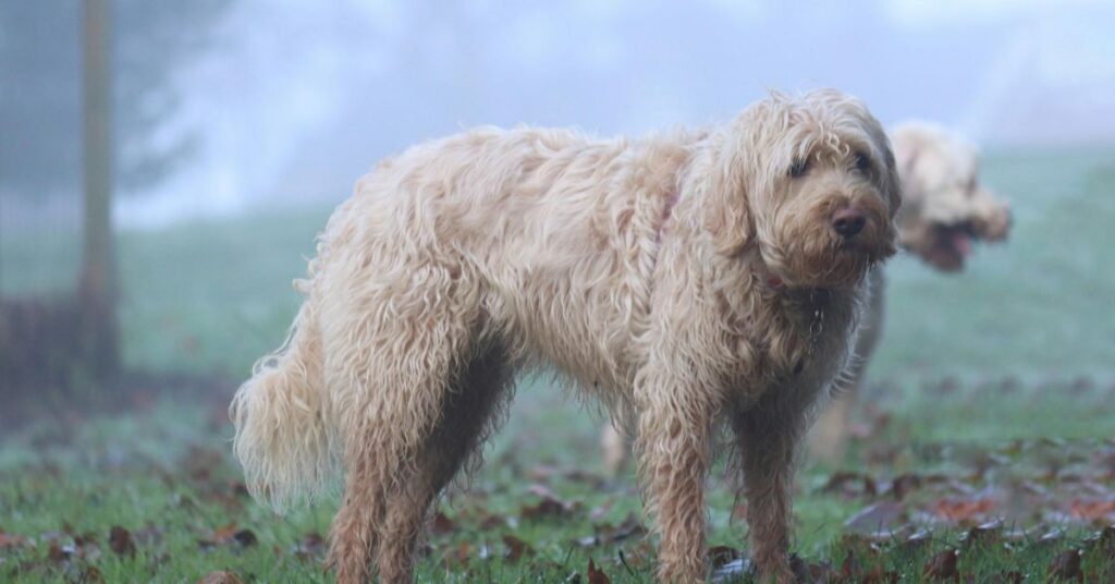 Otterhound