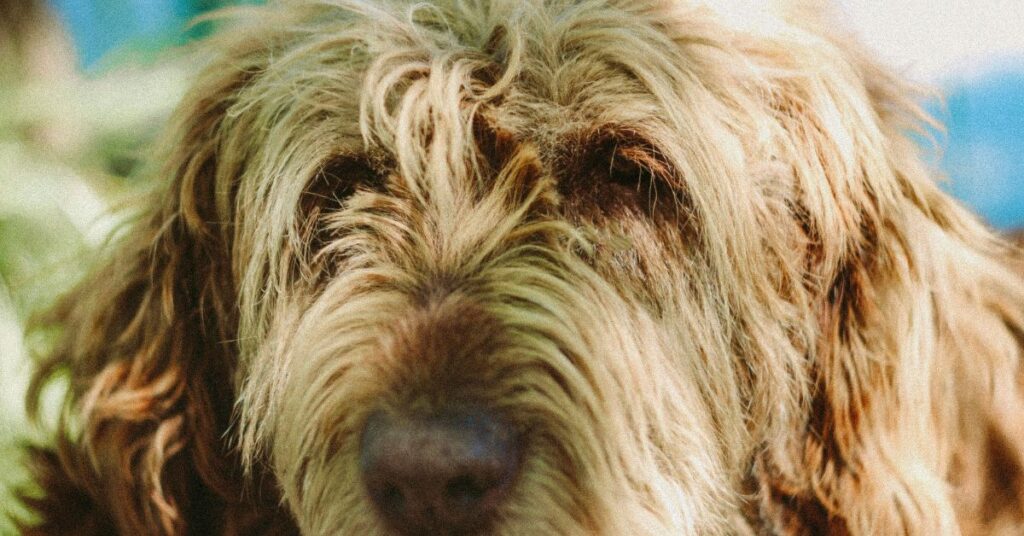 Otterhound