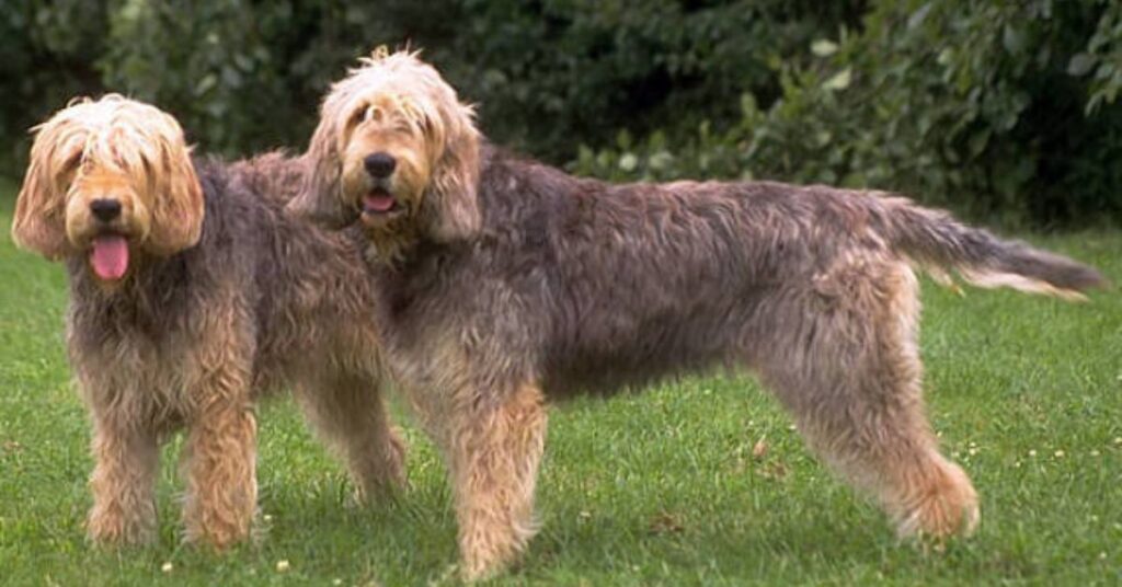 2 Otterhounds