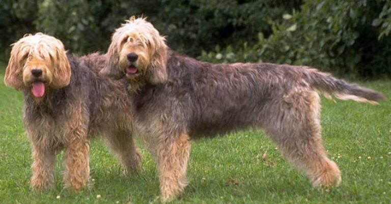 Otterhound: The Rare & Endangered, Shaggy Scent Hound with a Heart of Gold