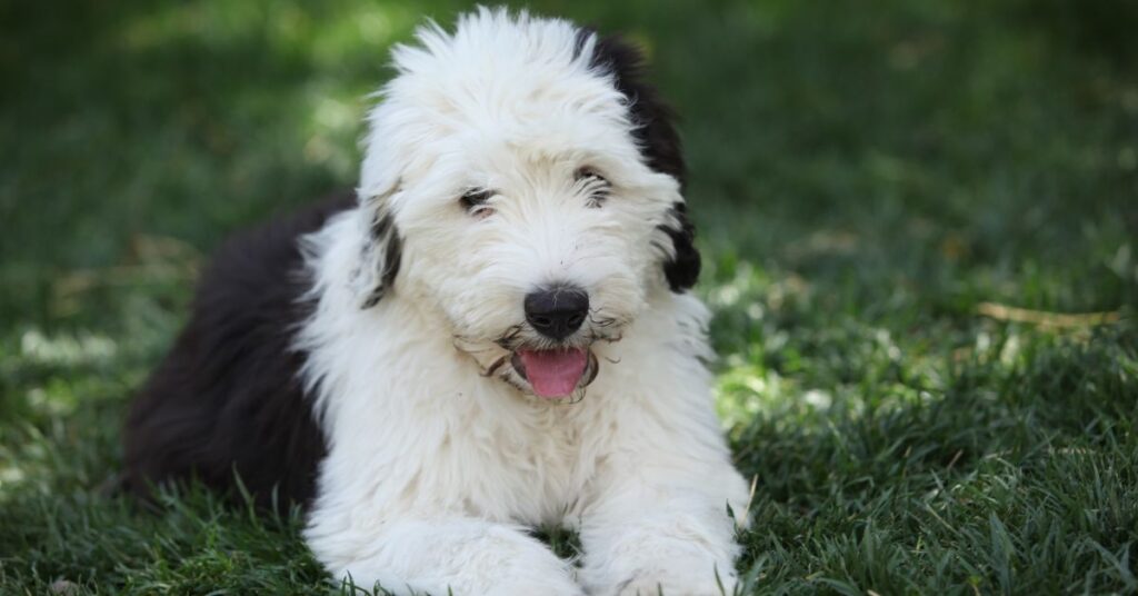 Old English Sheepdog Puppy