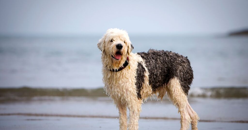 Wet Old English Sheepdog