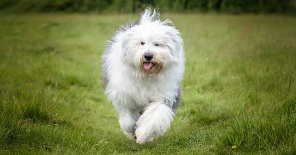 Old English Sheepdog
