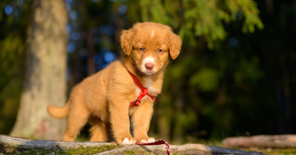 Nova Scotia Duck Tolling Retriever Puppy