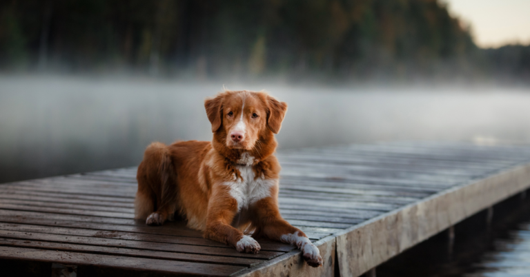 Nova Scotia Duck Tolling Retriever: The Energetic and Intelligent ‘Little Red Duck Dog’
