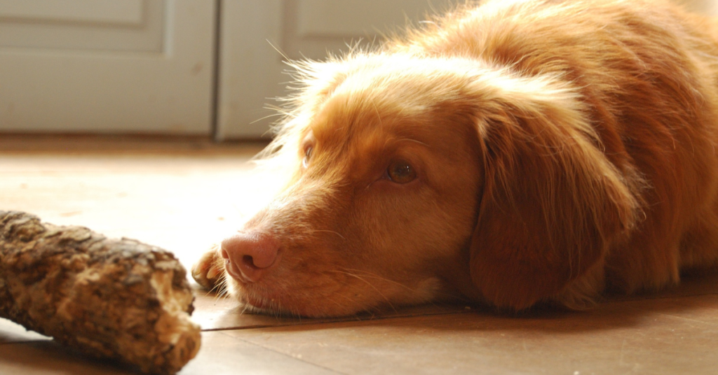 Nova Scotia Duck Tolling Retriever