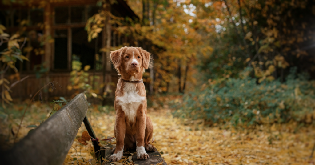 Nova Scotia Duck Tolling Retriever
