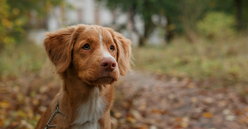 Nova Scotia Duck Tolling Retriever
