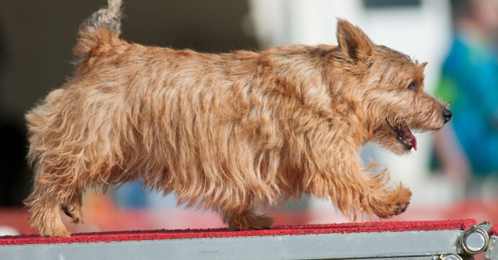 Norwich Terrier