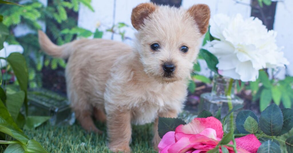 Norwich Terrier Puppy