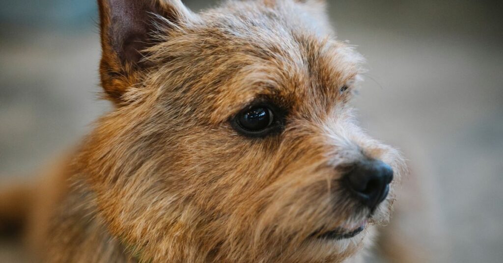 Norwich Terrier
