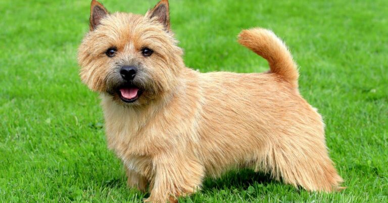 Norwich Terrier: The Small Dog with a Big Heart and Bold Personality