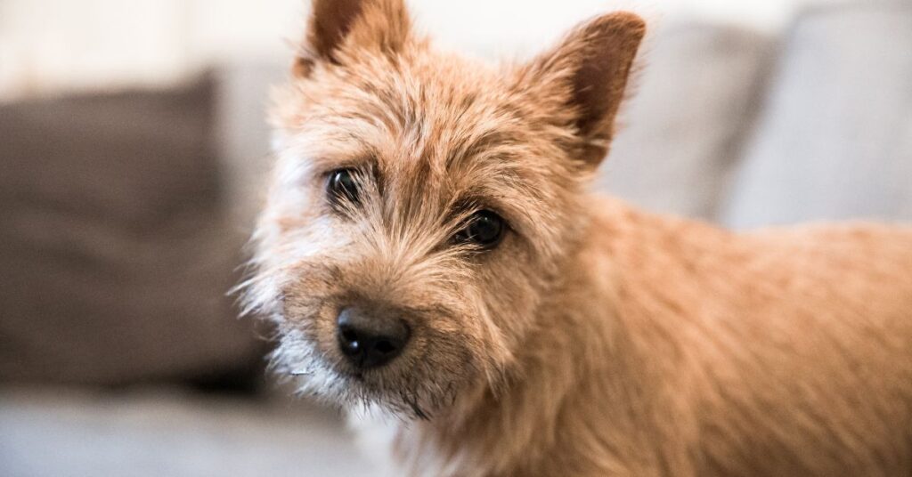 Norwich Terrier