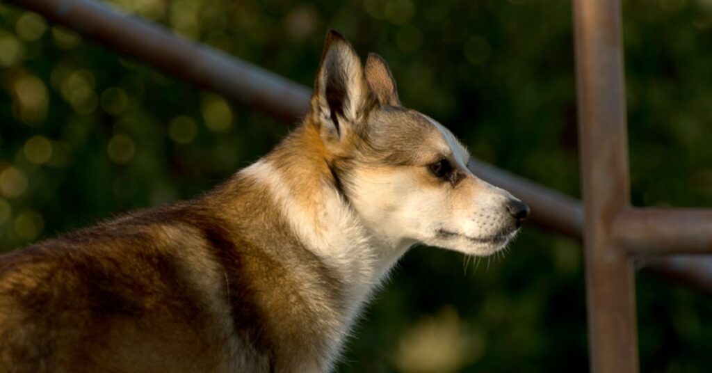Norwegian Lundehund