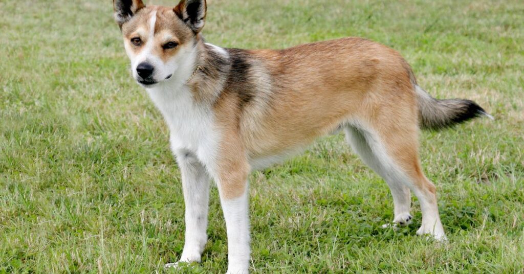 Norwegian Lundehund