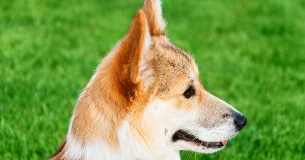 Norwegian Lundehund