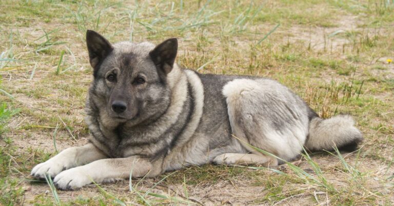 Norwegian Elkhound: The Loyal Viking Companion with a Noble Spirit