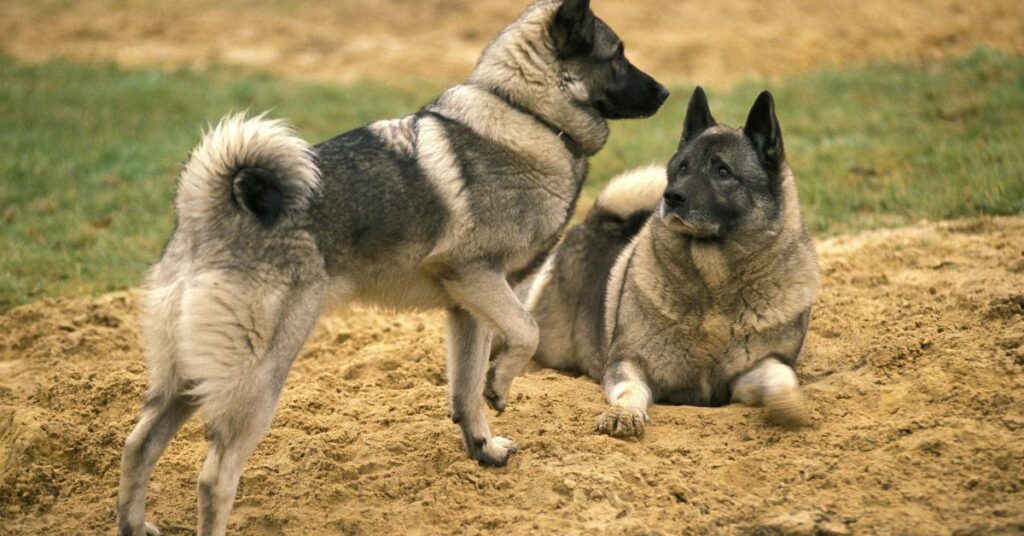 Norwegian Elkhounds