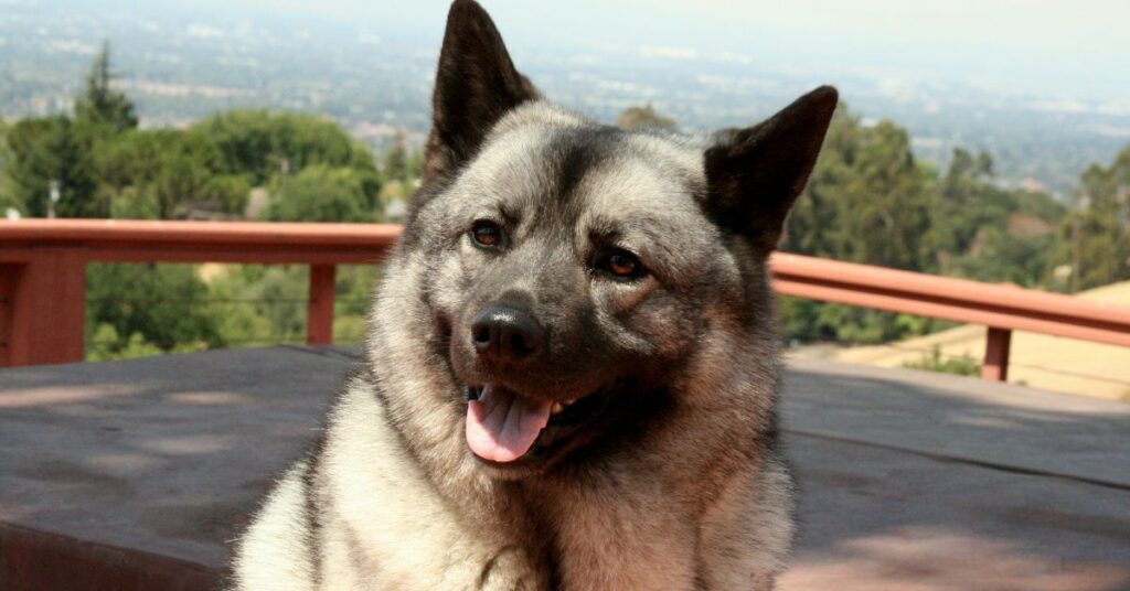 Norwegian Elkhound