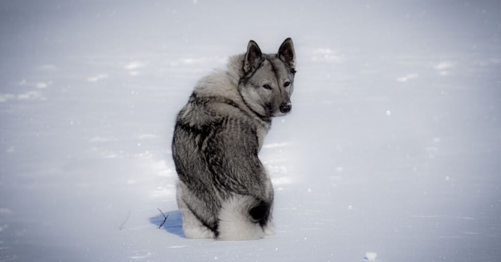 Norwegian Elkhound