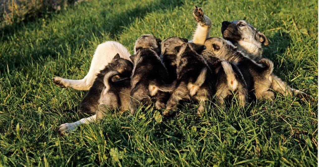 Norwegian Elkhound with puppies