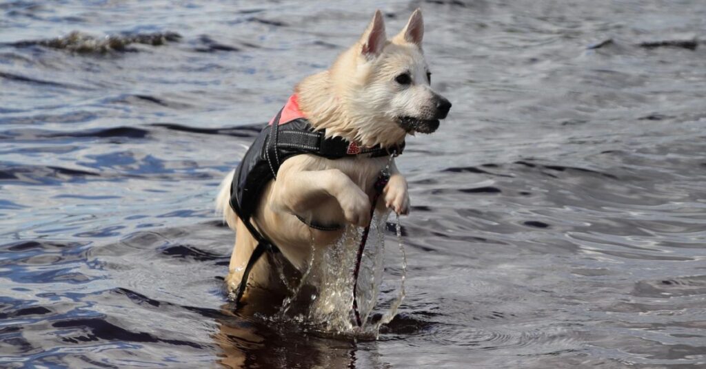 Norwegian Buhund
