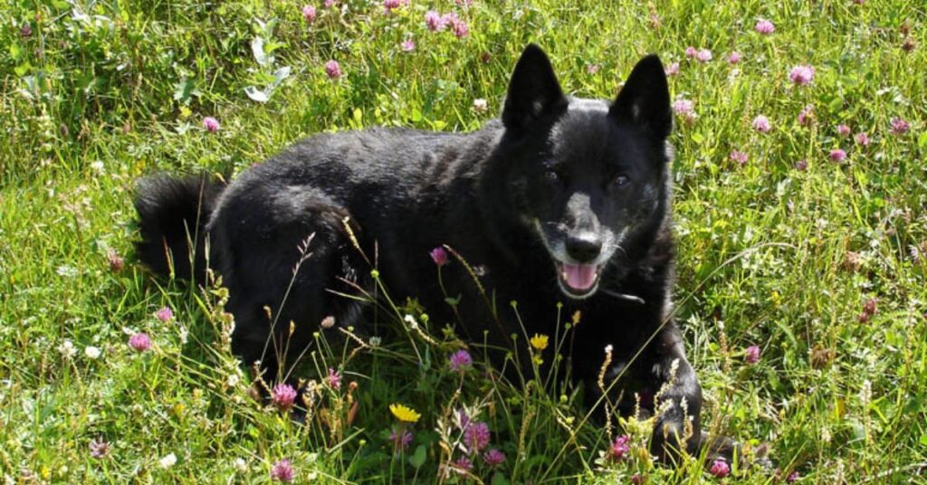 Norwegian Buhund