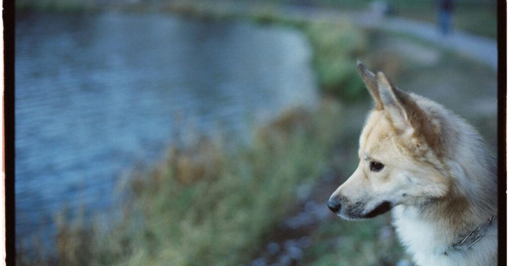 Norwegian Buhund