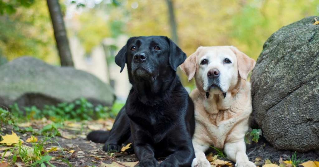 2 Labrador Retrievers