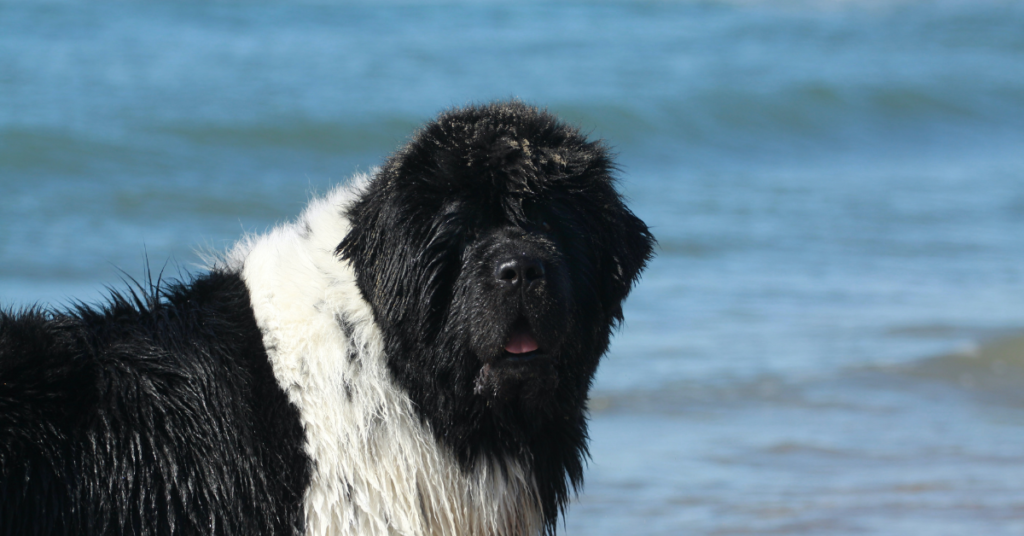 Newfoundland